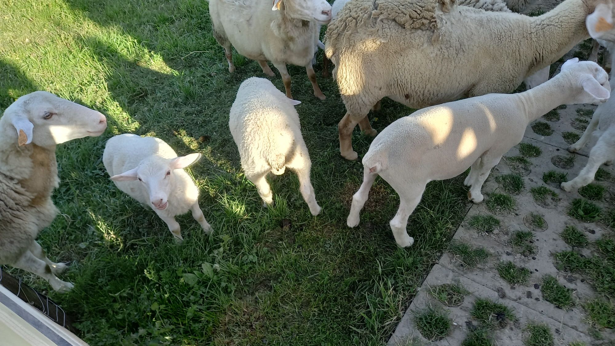Owce i barany nolana
