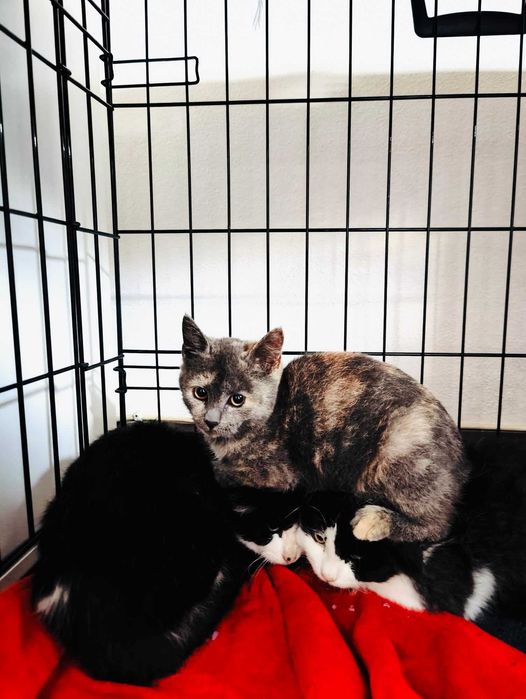 Bebés com cerca de 2/3 meses para adoção responsável