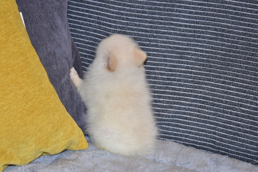 Spitz Alemão macho miniatura