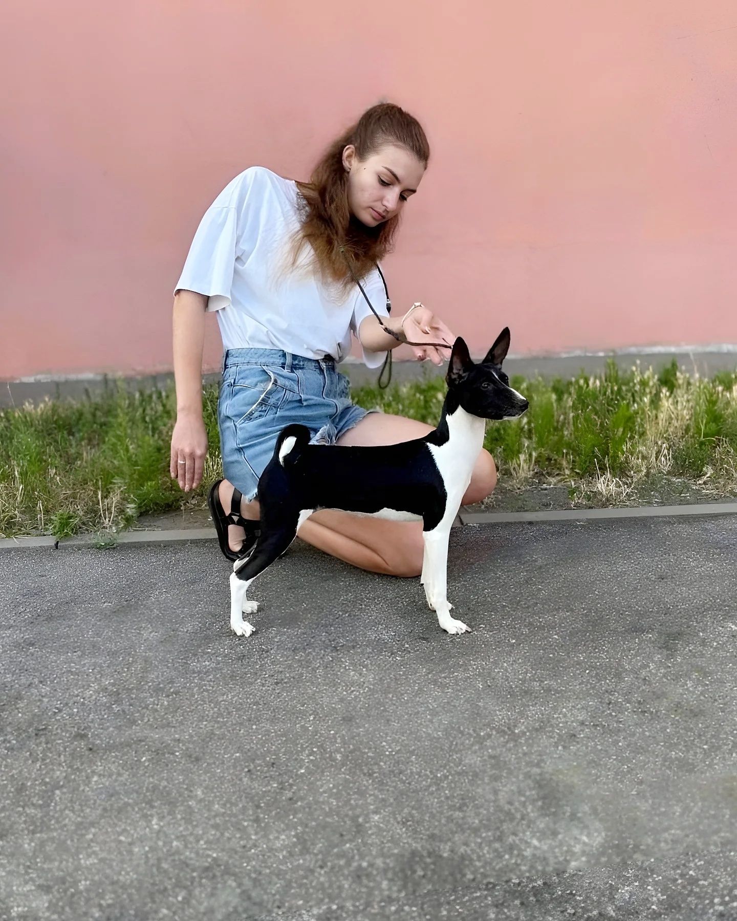 Щенок басенджи шоу класса девочка