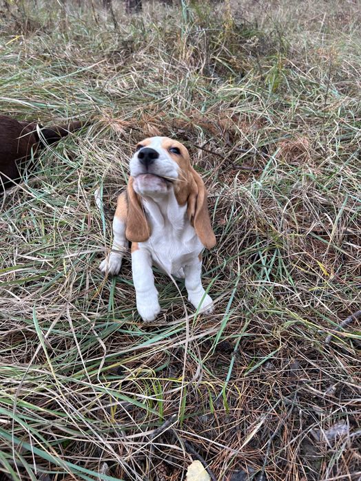 Клубний бігль. 4 місяці. Повний пакет документів