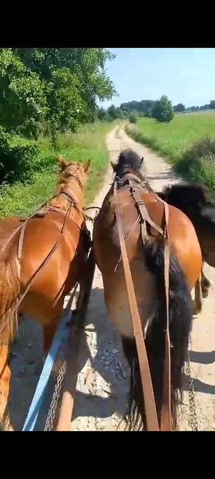 Klacz siwa zimnokrwista i reszta stada kasztanka plus gniazda