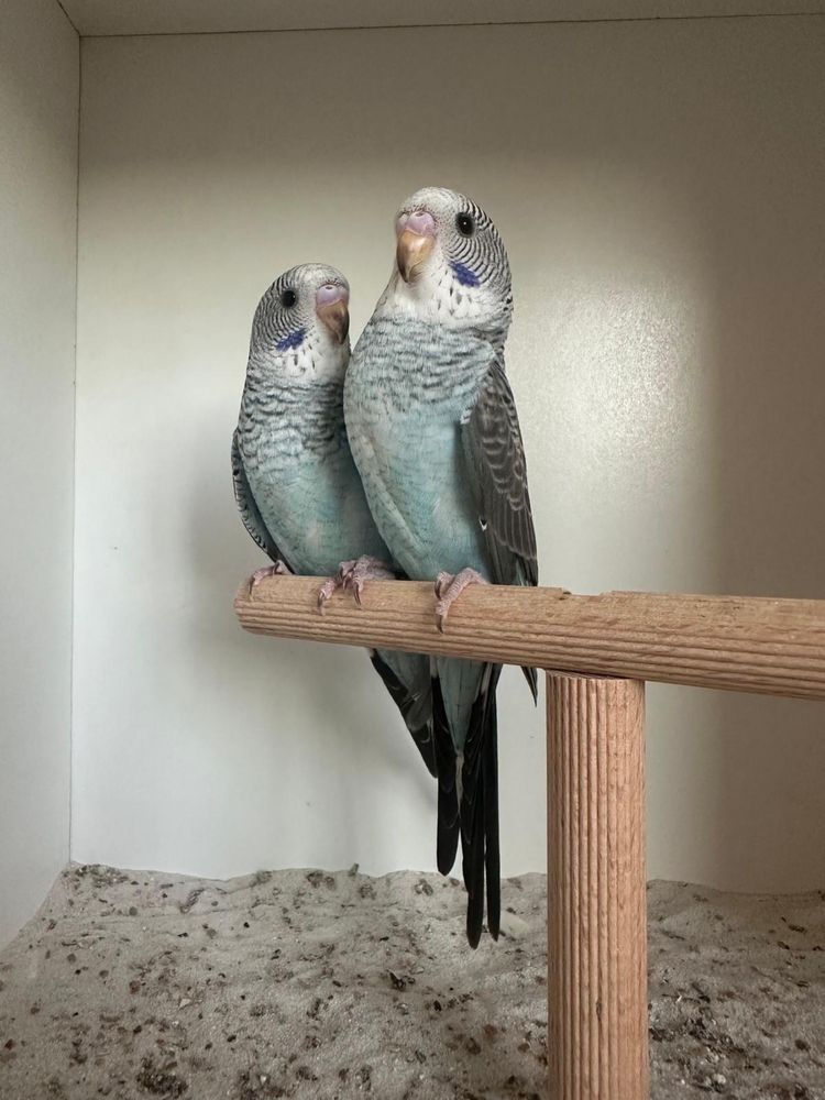 Casal periquitos asa negra