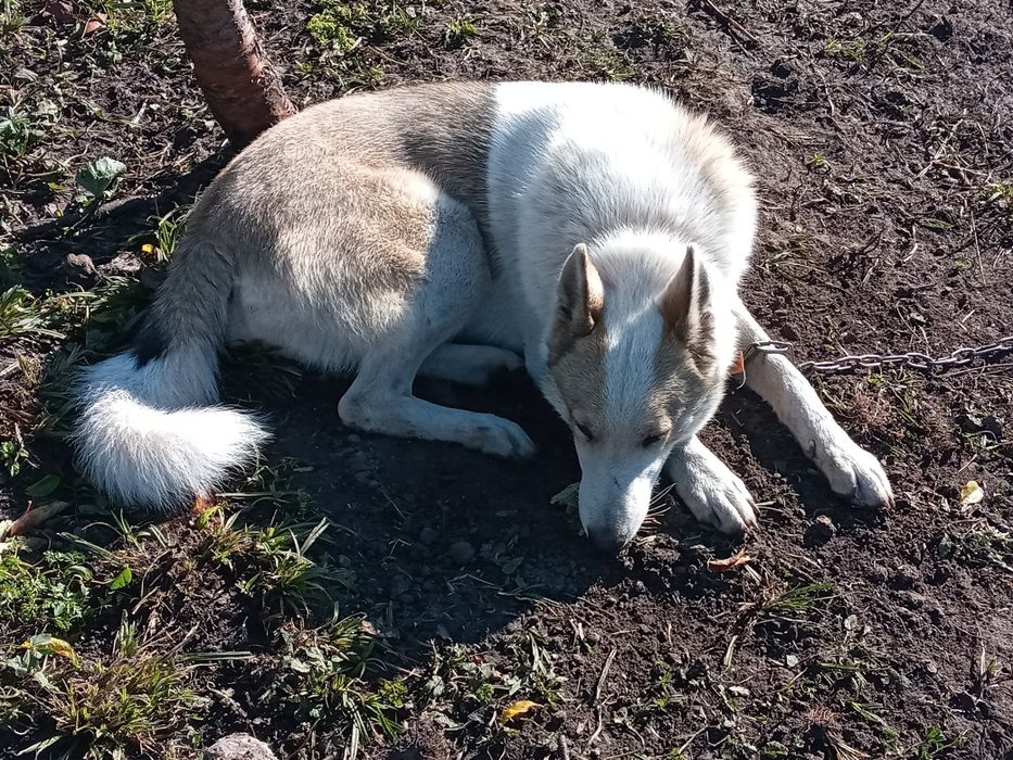 Продам ЗСЛ Сука 18 грудня буде рік за всіма питаннями пешить з воніть