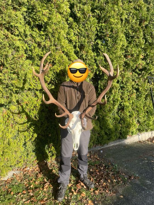 Trofeum wieniec jelenia 14-stak nieregularny poroże jeleń rogi nr 47