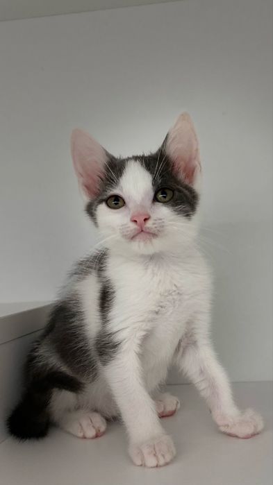 Котики, кошенята, кошенятко, киця в добрі руки