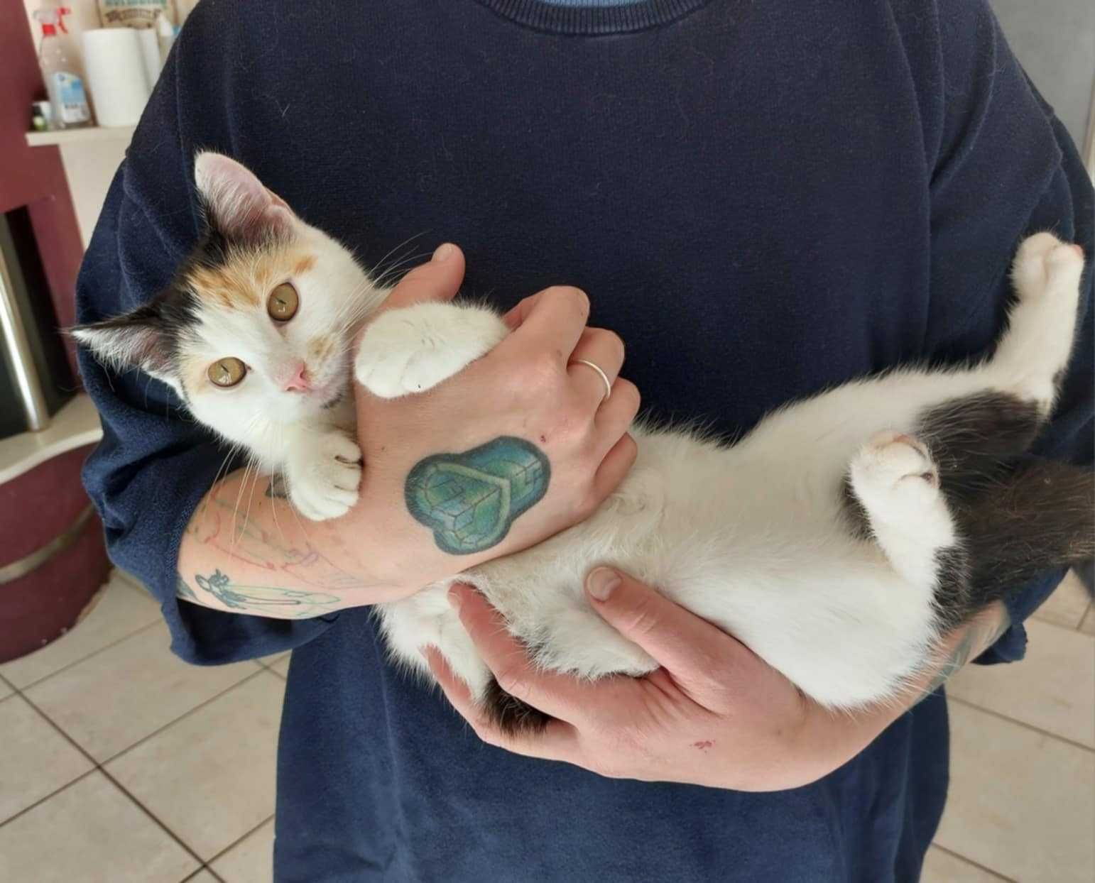 Śliczna i charakterna Trisia Monisia poleca się do adopcji!