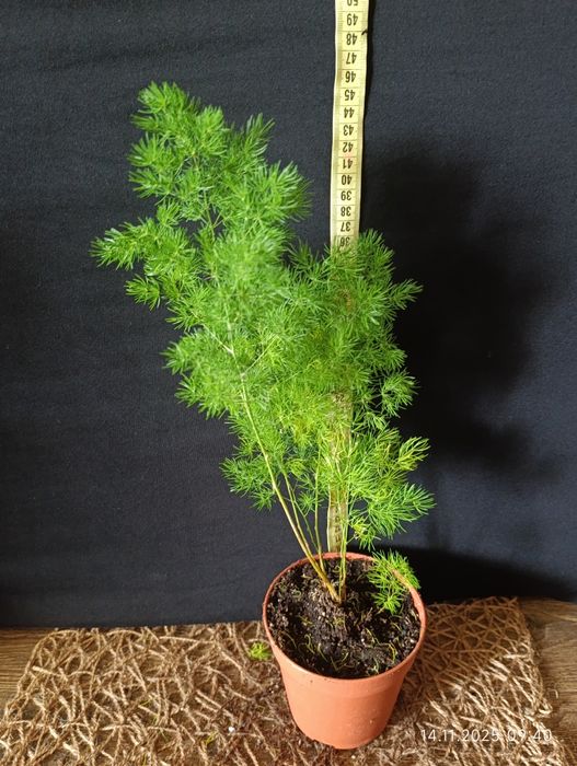 Аспарагус Умбеллатус