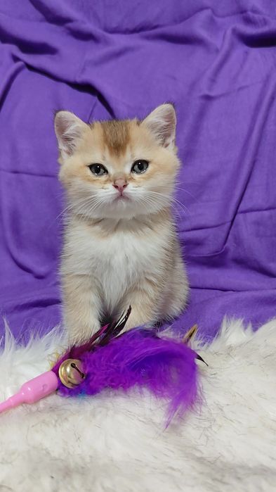 Прямоухие вислоухие шикарные котята золотая шиншилла мальчик девочка