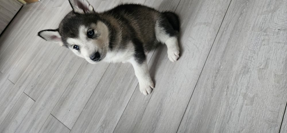Piesek Siberian Husky