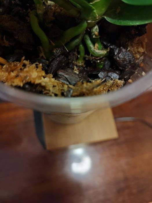 Орхидея пелор- трилипс Trying Shin Smart отцвела.