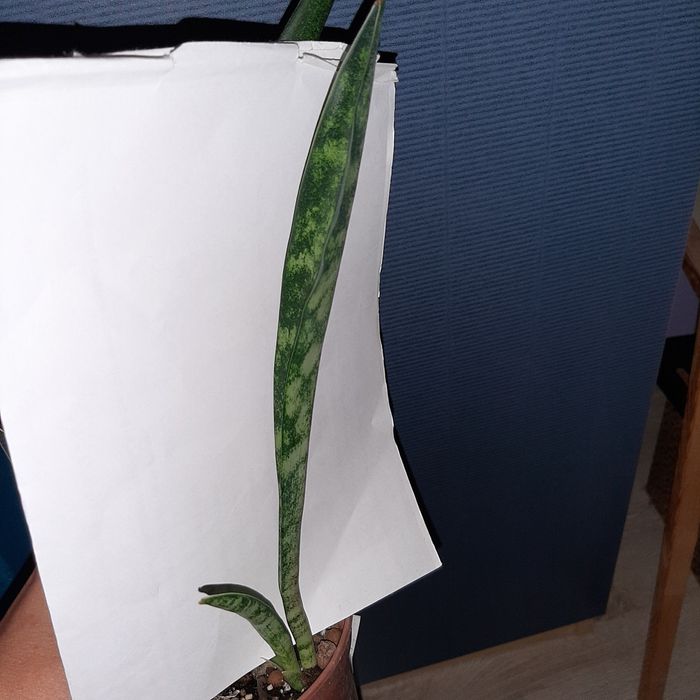 S. Balthasar,  Baltazar