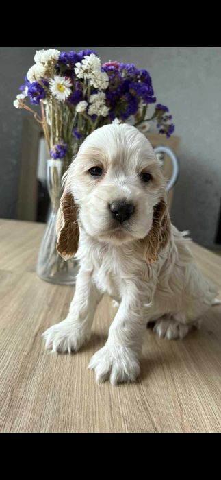 Piesek biało złoty cocker spaniel  angielski