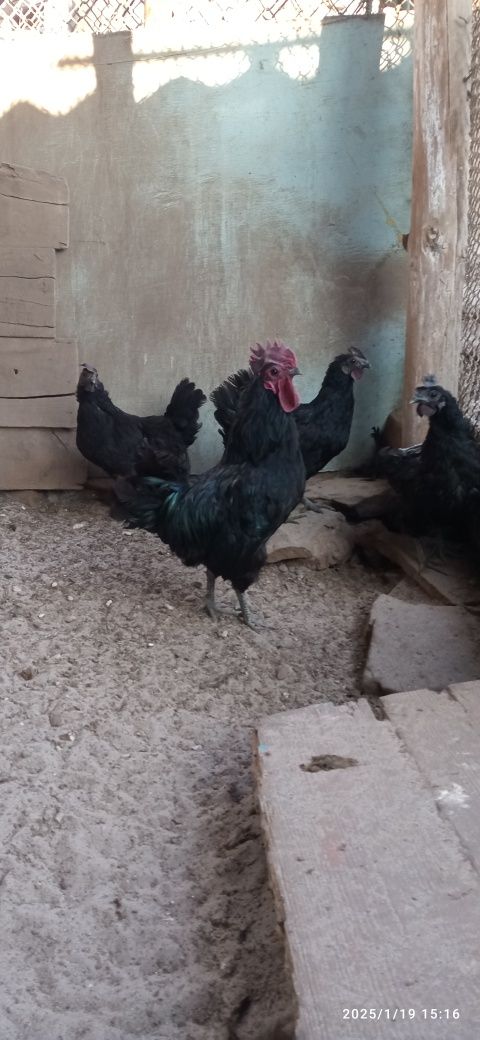 Продаж курей і качок.