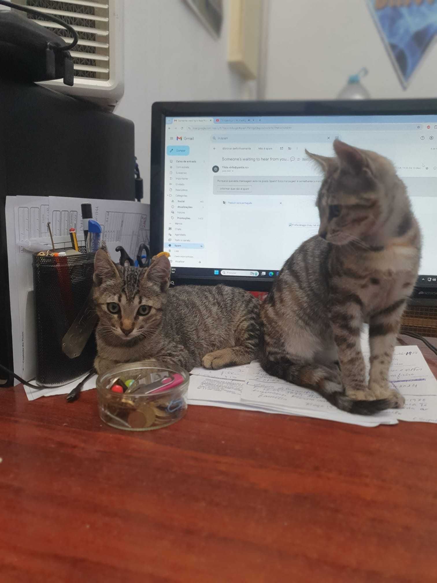 Dois irmãos muito meigos e brincalhões