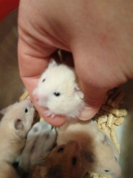 хомячки пушистые в Харькове купить хомяка большой хомячок рыжий клетка