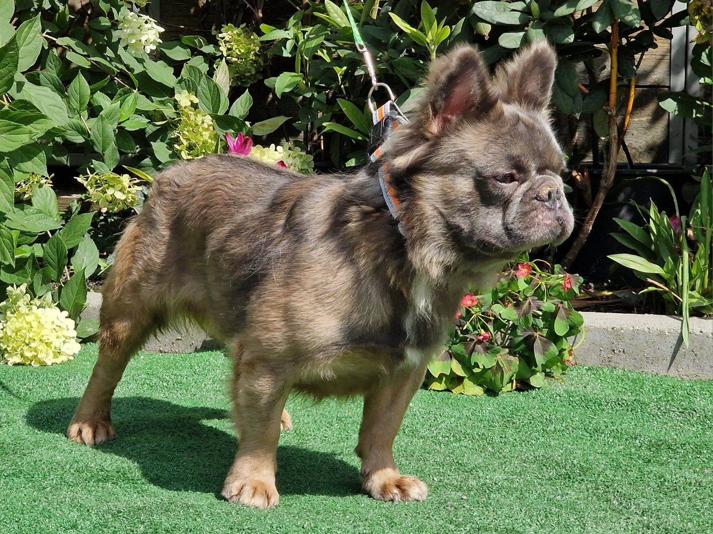 Buldog Francuski Fluffy