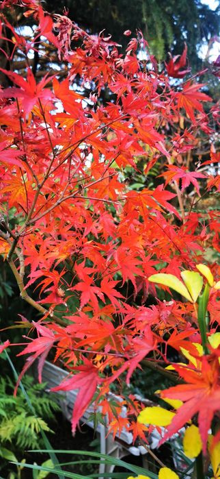 Acer- planta de jardim