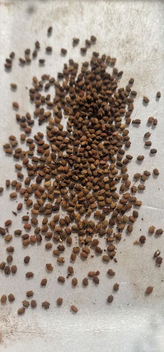Liściec Phyllium toboloense jaja