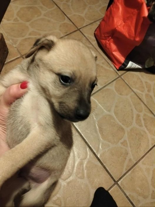 Pieski do oddania za darmo