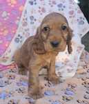 Cocer spaniel złoty
