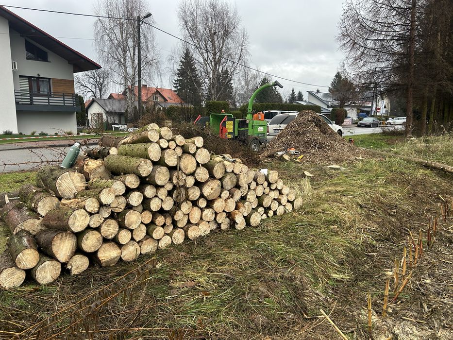 Wycinka drzew - SilesiaArbor