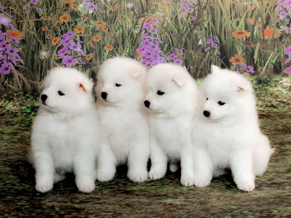 Samoyed pies dla wymagających wzór rasy szkolenie rodzice FCI Samojed