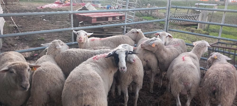 Rebanho de  13 ovelhas novas inra401 e cx com b4
