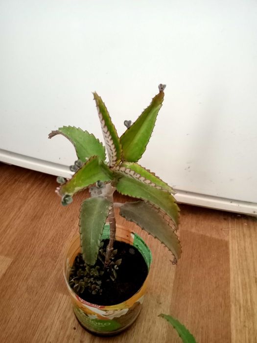 Лечебное каланхоэ