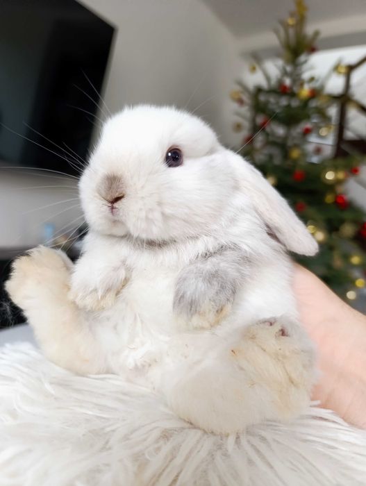 Mini lop karzełek Teddy hodowla zarejestrowana
