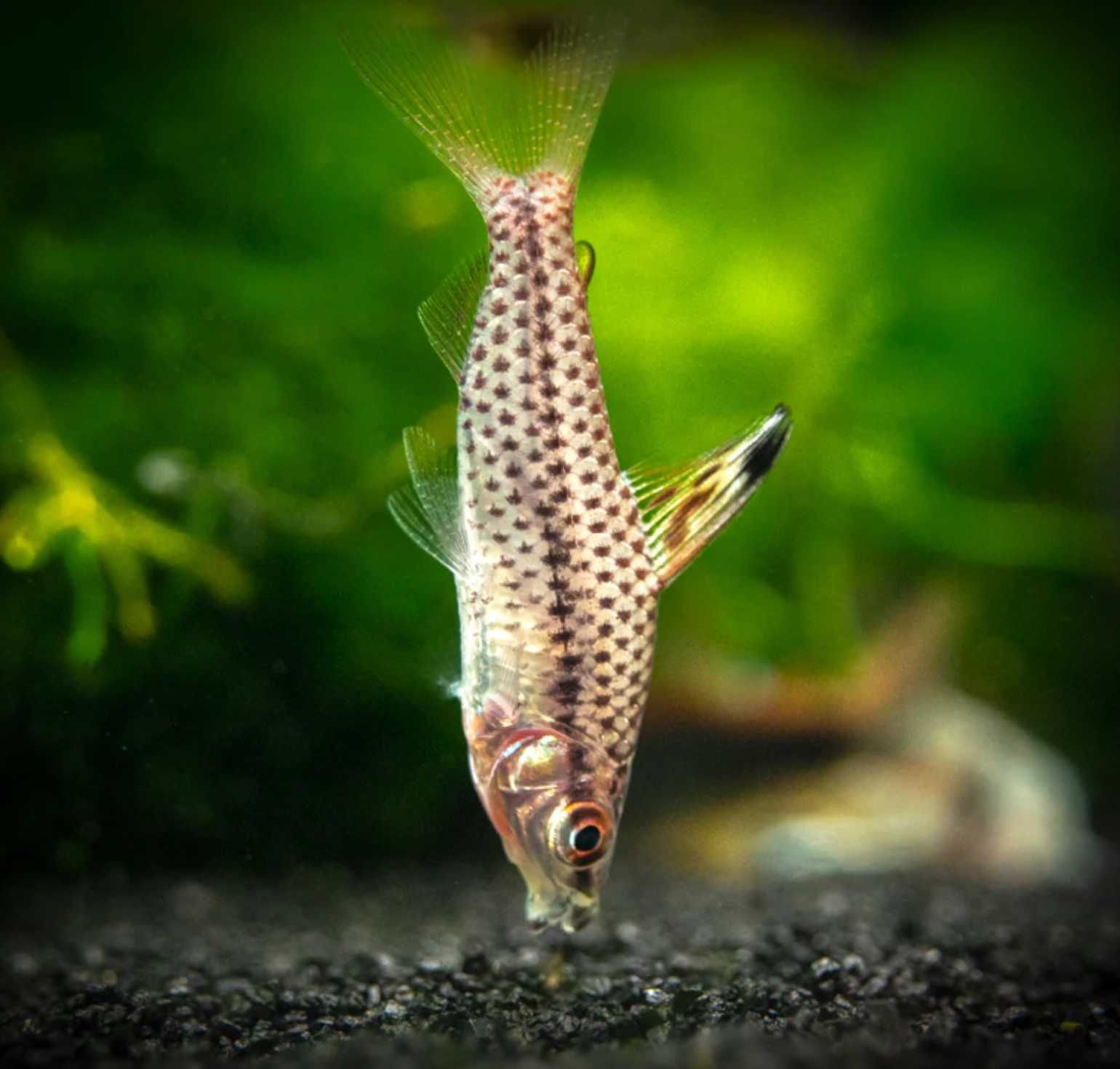 Stojaczek punktowany - Chilodus punctatus - dowóz, wysyłka