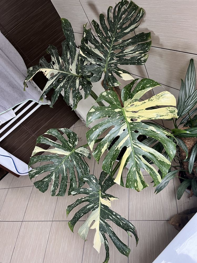 Monstera Deliciosa Variegata Thai Constellation