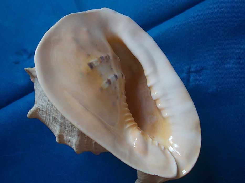 Muszle morskie- Cassis cornuta