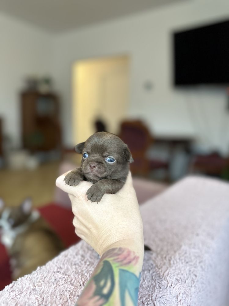 Chihuahua czekoladowy chlopczyk krotkowlosy