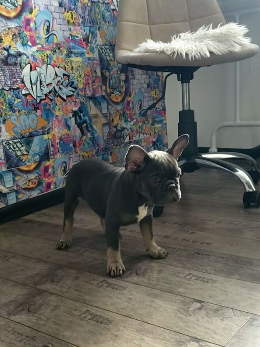 Шикарная девочка Французик.привита 2.5мес