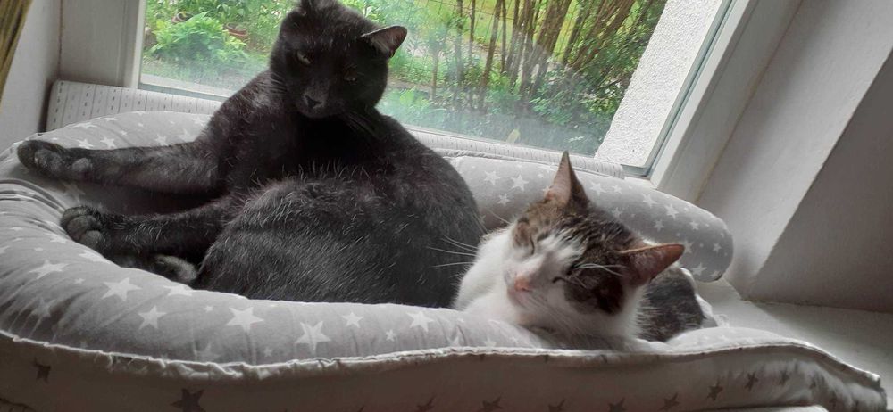 Cudny srebrny Dyzio szuka domu