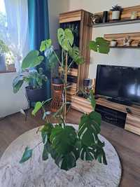 Duza monstera 140 cm