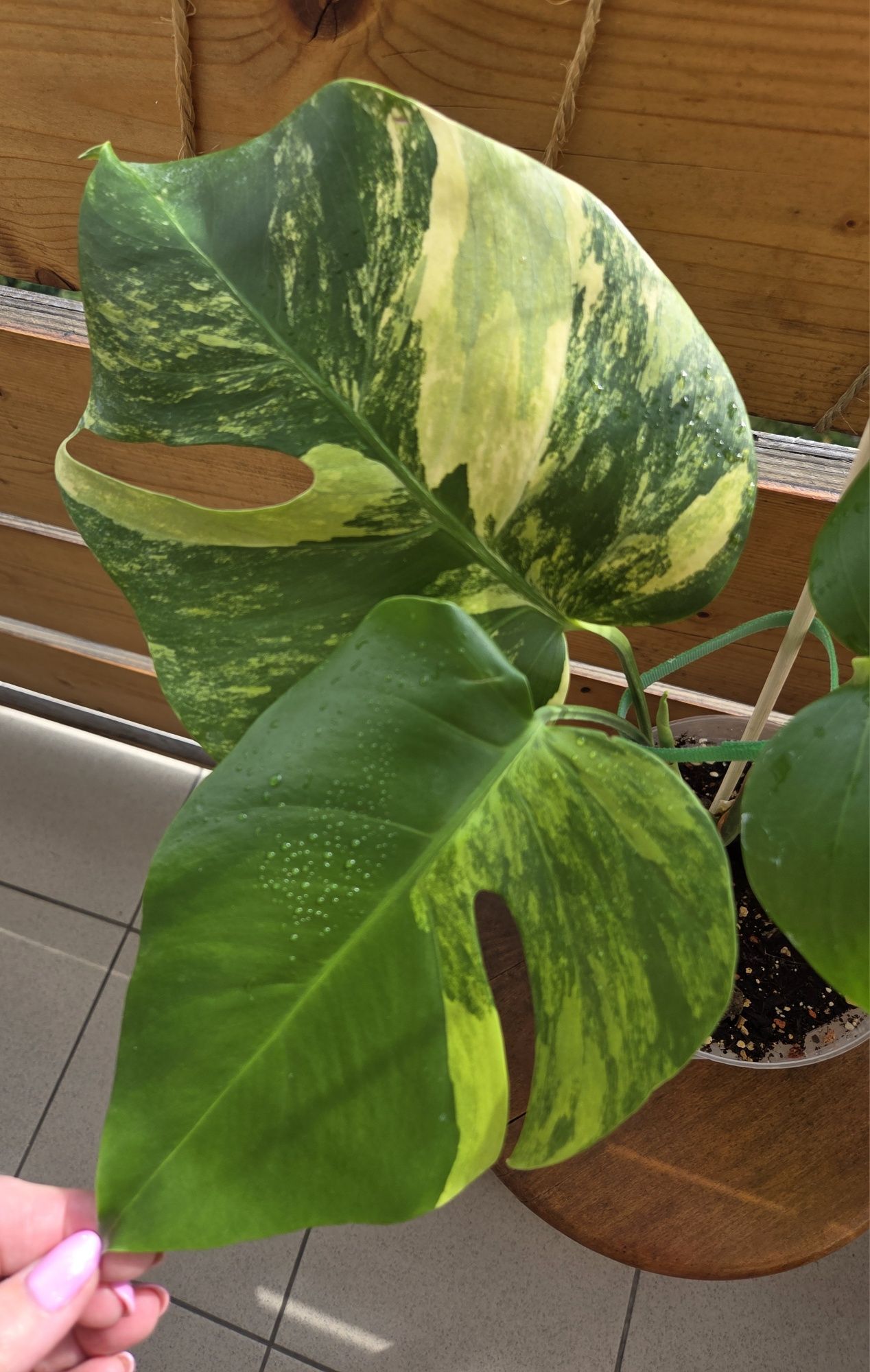 Monstera Aurea-Marmorata.