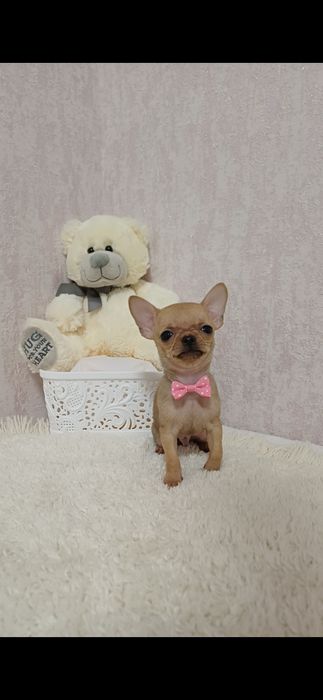 Супер міні хлопчик чихуахуа