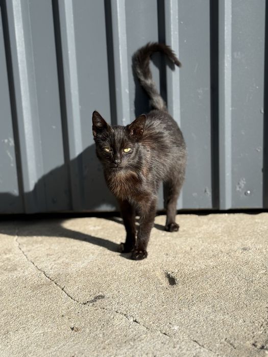 Kocurek szuka domu - kot do adopcji