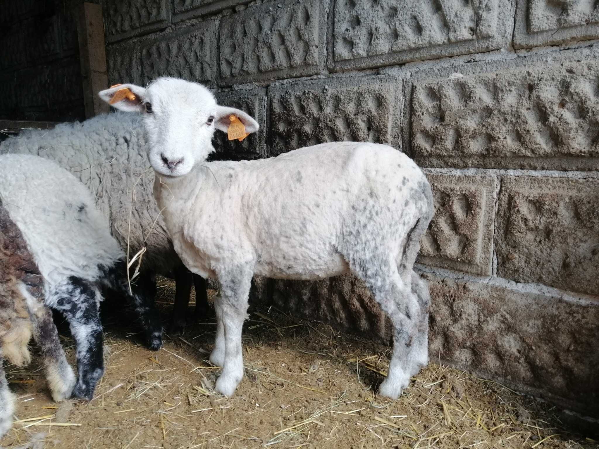 Jagnięta po angielskim baranie rasy herdwick (okazja!)