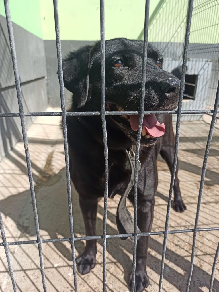 Labrador Hermes stracił opiekuna teraz widzi tylko kraty