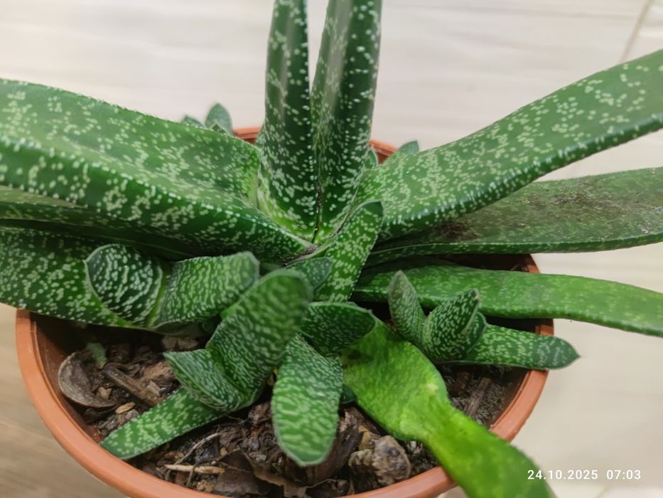 Zielone mięsiste liście Gasteria kaktus