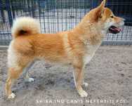 Shiba Inu ZKwP /FCI