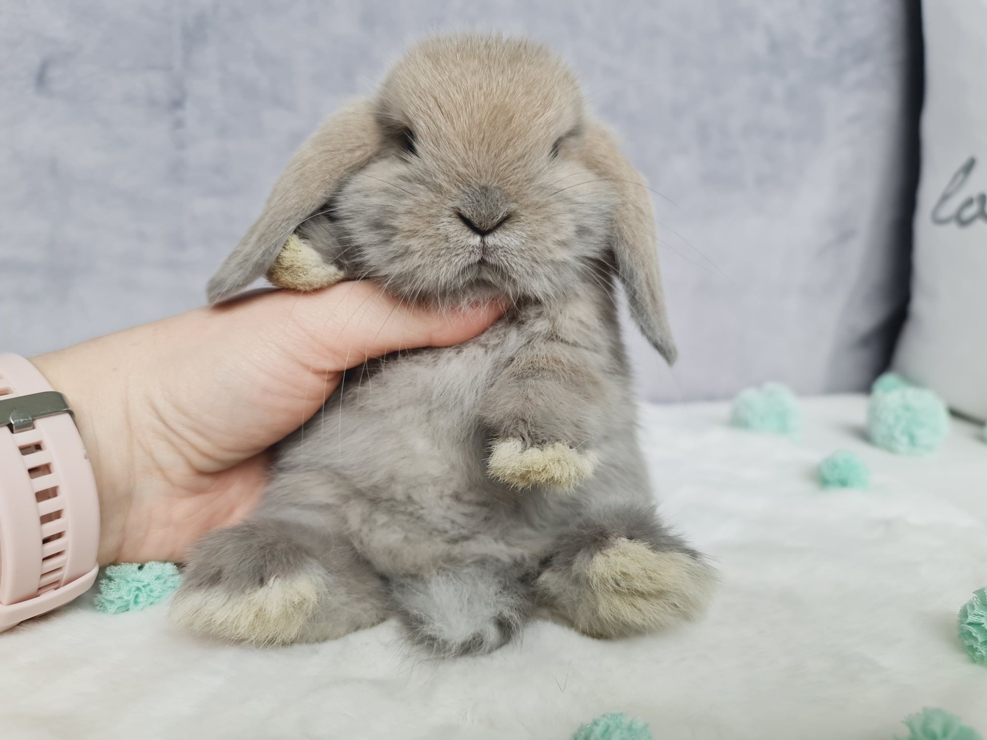 Mini lop królik króliczek miniaturka legalna hodowla