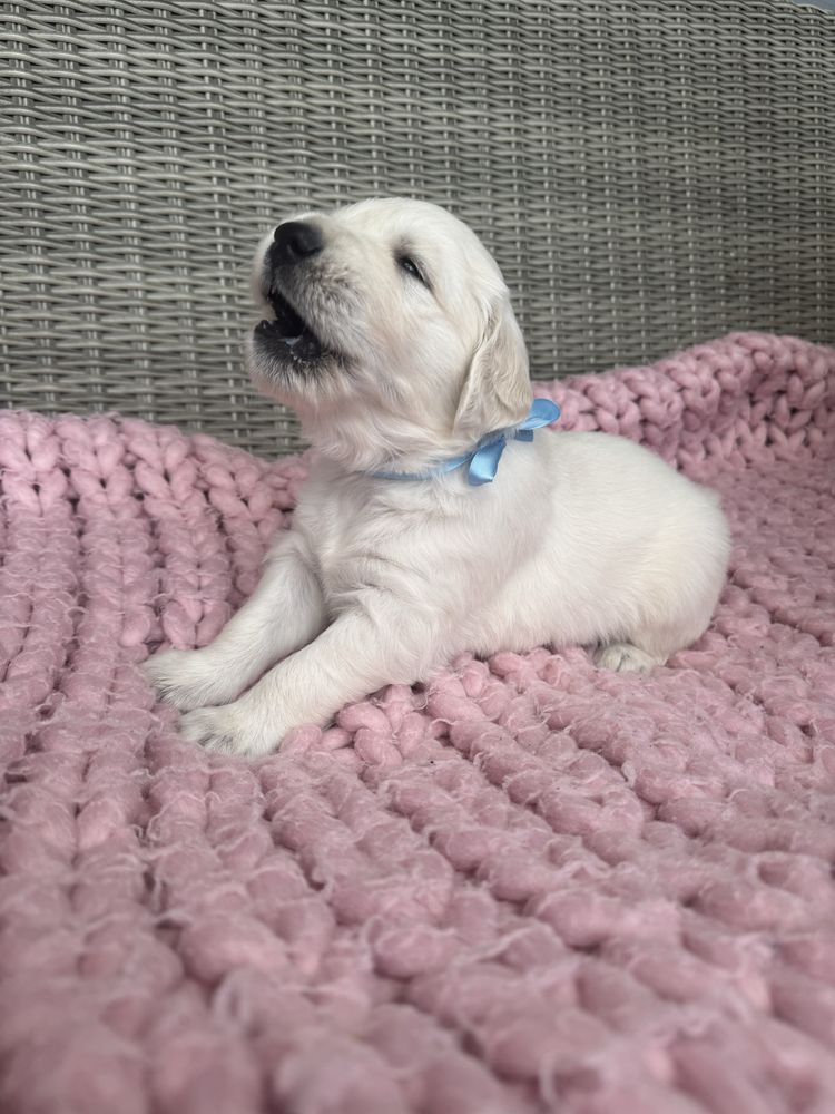 GOLDEN Retriever Piesek ZKWP FCI Po Championie