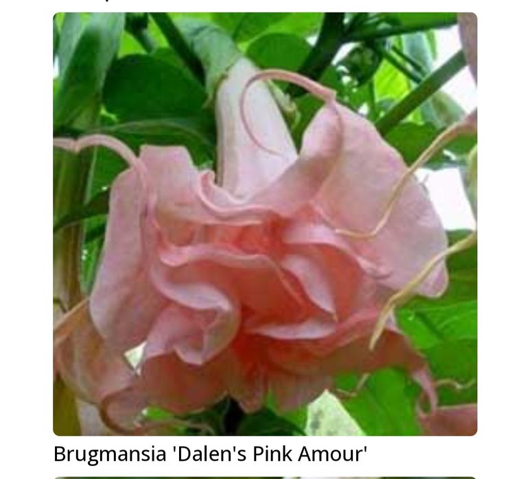 Brugmansja Dalens Pink Amour