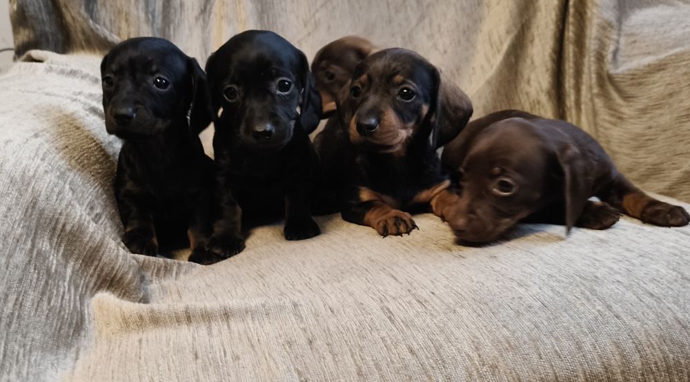 Jamnik krótkowłosy suczka (miniatura) Ur. 01.10.2025