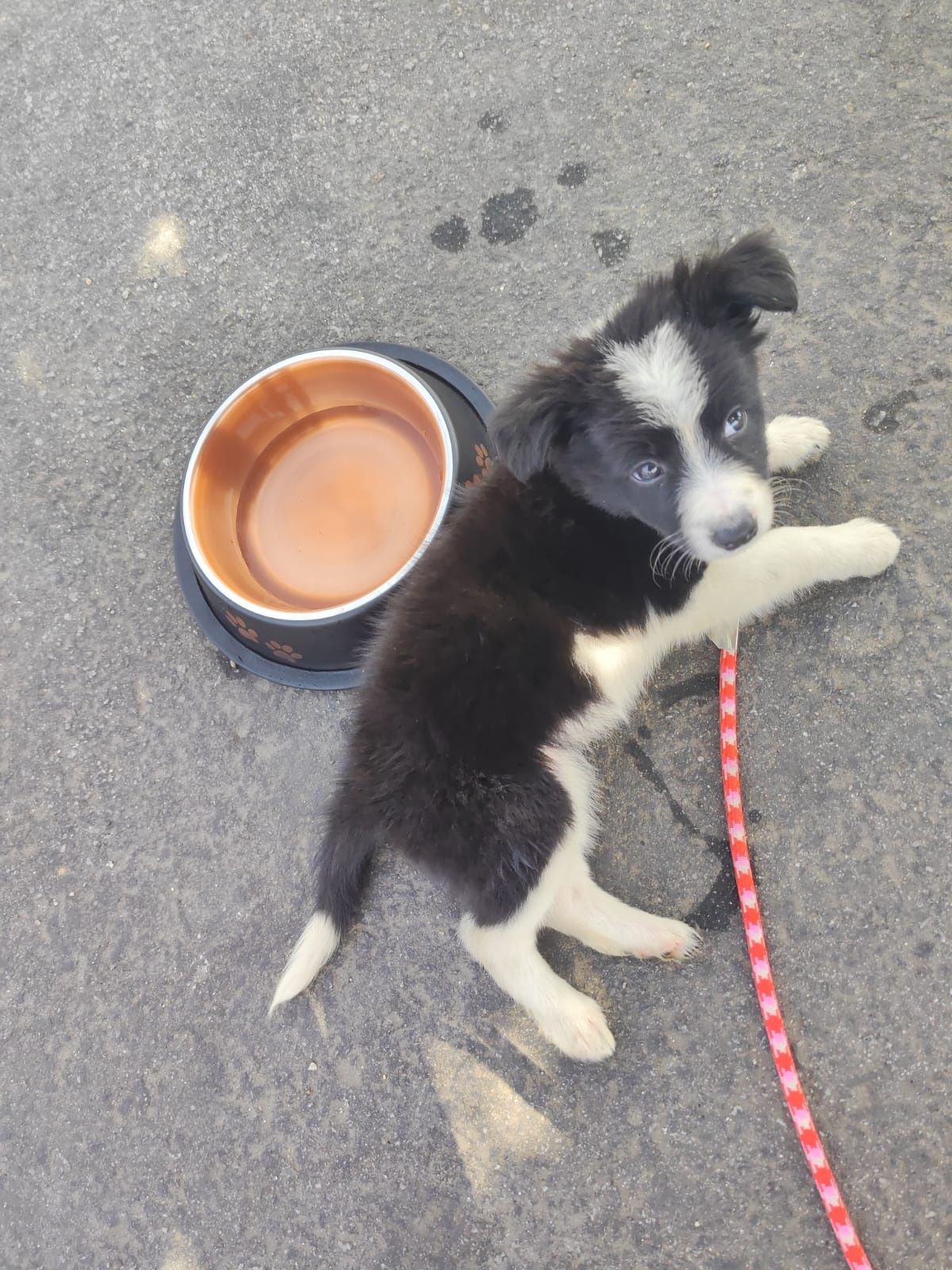 Border Collie Fêmea