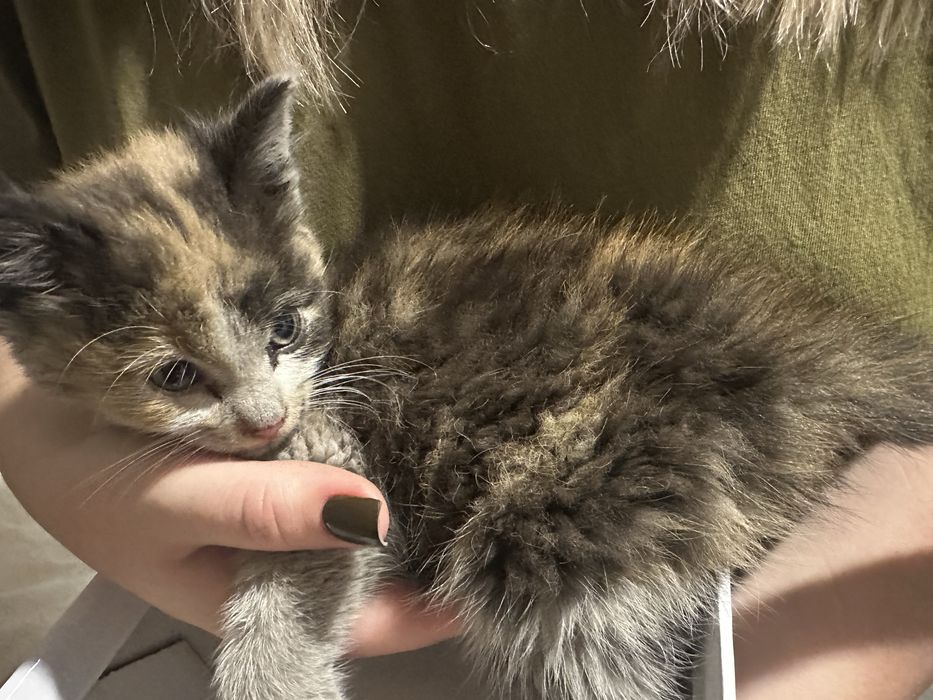 troskliwych opiekunów dla kociaka